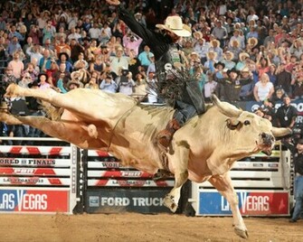 Bull Riding Bullrider Rodeo Western Cowboy Extreme Cow Wallpaper