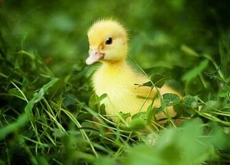 Adorable HD Duckling Wallpaper HDwallsource