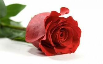 Red Rose HD Flowers Wallpaper