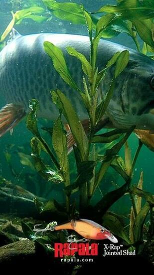 Fish Rapala Wallpaper Hq Pictures To