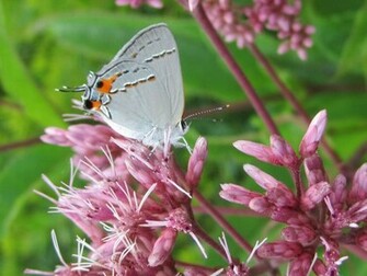 Butterfly Wallpaper Desktop