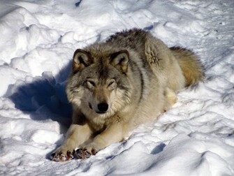 North American Timber Wolf Wallpaper HD