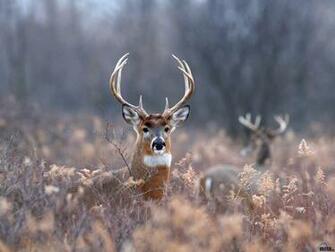 Wallpaper White Tailed Deer X