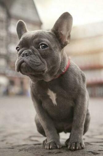 French Bulldog Mobile Wallpaper Mobiles Wall