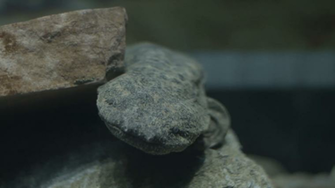 Eastern Hellbender Walking Underwater Stock Video Footage