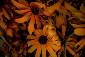 Body Wild Carrot Herbals