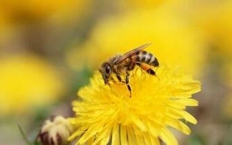 Icelandf Bee Flower And Wallpaper