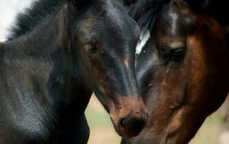 Wallpaper Added On Category Horse S Tags