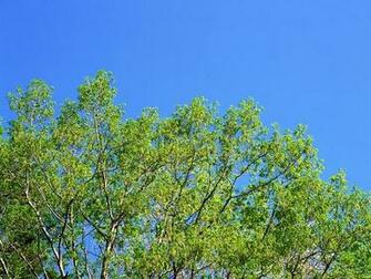 Spring Nature Desktop Scenes