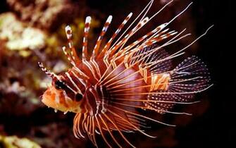 Clown Fish HD Wallpaper