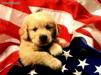4th Of July Holiday Hours Sit Stay N Play Dog Park