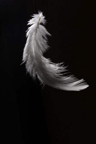 White Feather Zwarte Achtergrond Achtergronden