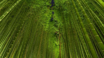 HD Bamboo Wallpaper