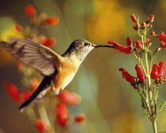 Wallpaper Birds HD