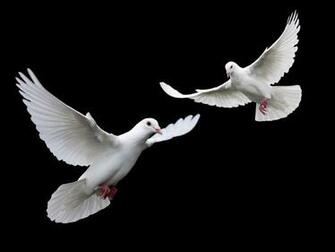 Nature Birds Lake And White Animals Image HD Secret Black Bird