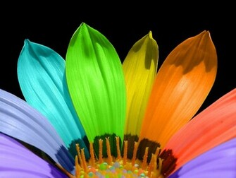 Rainbow Flower Wallpaper