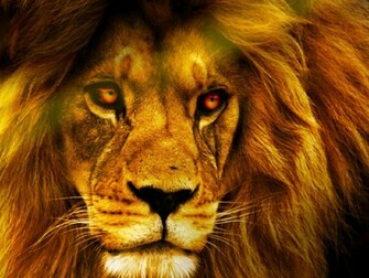 Lion Wallpaper HD