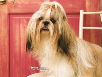 Shih Tzu Puppy Photos Dog Wallpaper No Desktop