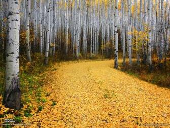 Picture Tree Wallpaper National Geographic Photo Of The Day