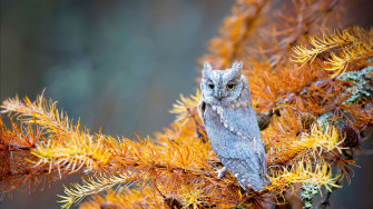 Owl Autumn Wallpaper iPhone Phone 4k 1250e