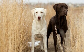 Labrador Retriever Wallpaper