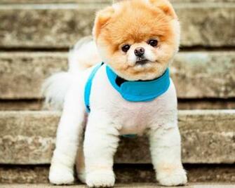Boo The Dog Wallpaper Cutest