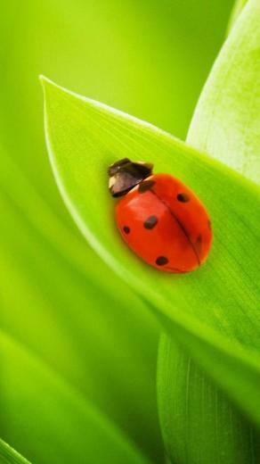 Ladybug Galaxy S4 Wallpaper HD