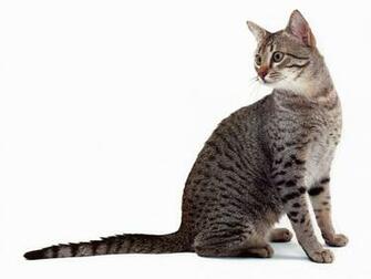 Cat White Background