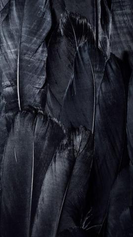 Wallpaper Feathers Black Dark Samsung Galaxy