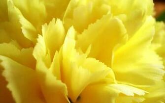 Wallpaper Online Flowers Carnations On
