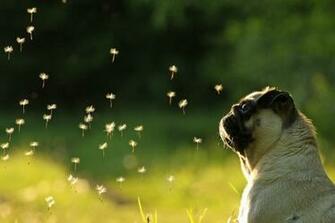 Pug Wallpaper Screensaver Background Cutiepugs