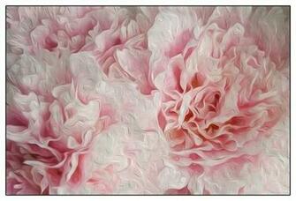 White Pink Peonies Bookcase Contemporary Wallpaper By Casart