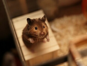 Cute Hamster Wallpaper HD