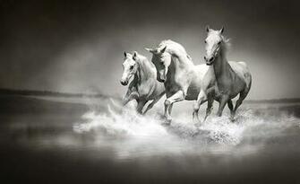 Galloping Horses Black And White Wallpaper Mural By Consalnet