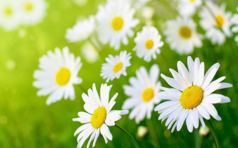 Daisy Flower Wallpaper