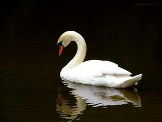 White Swan Wallpaper iPhone