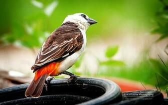 Colorful Bird Microsoft Official Wallpaper Animal