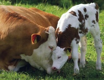 Browse Funny Cow Pictures To Print HD Photo Wallpaper Collection