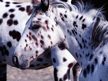 Cavemen Had Spotted Horses And They Painted Them