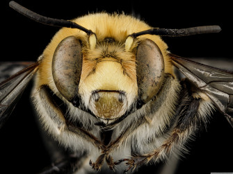 Bee 4k Ultra HD Wallpaper And Image