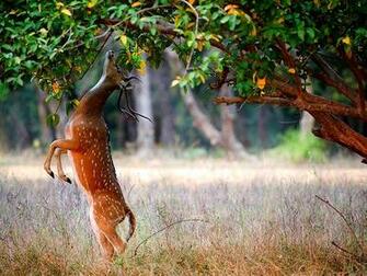 Deer Image HD Wallpaper Desktop Background For