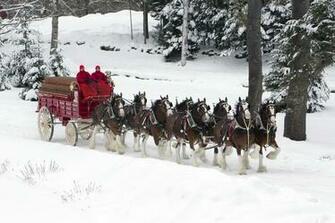Anheuser Busch Clydesdales Wonderful Winter