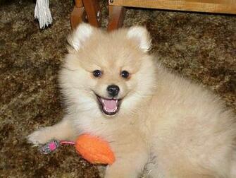 Cute Pomeranian Wallpaper