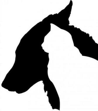 Cat And Dog Silhouette HD Walls Find Wallpaper