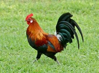 Rooster Wallpaper