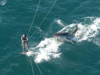 Real Scary Shark Pictures Animals Imageci Wallpaper