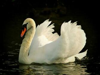Wallpaper Animals For Desktop Display