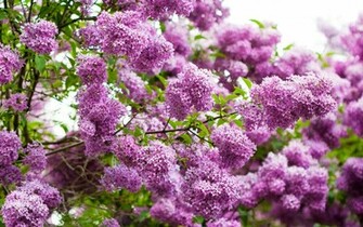 Lilac Desktop Wallpaper On Latoro