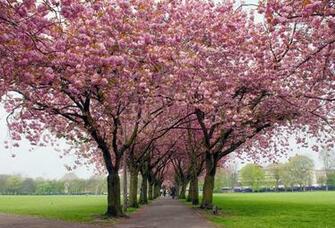 Spring Wallpaper Background HD
