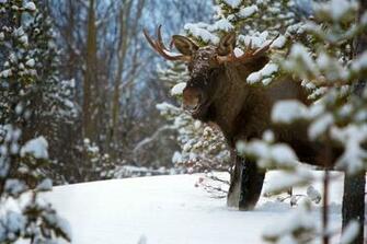 Snow Animals Norway Winter Landscapes Blurred Wallpaper